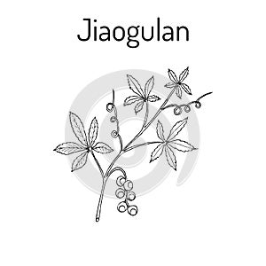 Jiaogulan Gynostemma pentaphyllum , medicinal plant.