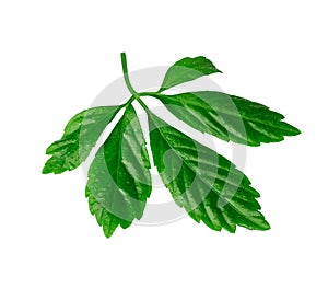 Jiaogulan leaf or immortality herb isolated with clipping path photo