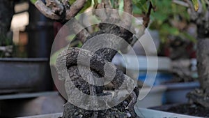 Jib up close up shot of an old Bonsai tree