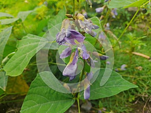 Jicama flowers and the shape of the leaves are a very beautiful combination of purple and white