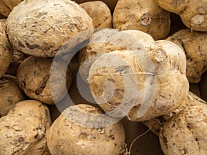 Jicama, Mexican turnip