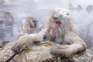 Jigokudani snow monkey bathing onsen hotspring famous sightseein