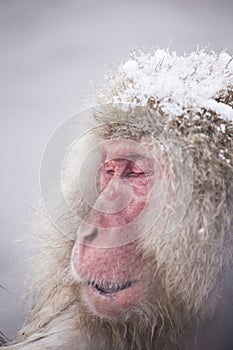 Jigokudani snow monkey bathing onsen hotspring famous sightseein