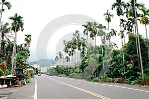 Jiji village tropical palm trees road in Nantou, Taiwan