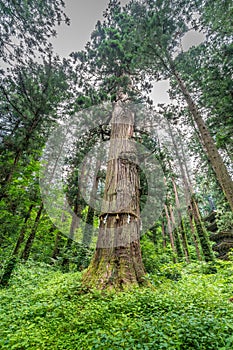 Jijisugi Grandpa cedar 1000 years old cedar tree at Mount Haguro, Dewa Sanzan temple. Yamagata, Japan