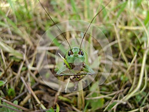 A jiminy cricket found in the grass photo