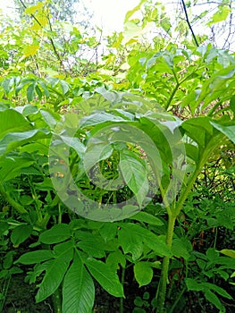 Jimmy kand owle plants