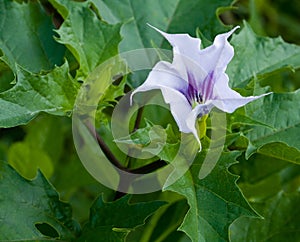 Jimson Weed