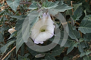 Jimson Weed CA 04388