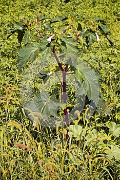 Jimson weed Datura stramonium or Thorn apple