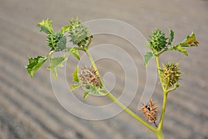 Jimson weed plant, datura stramonium photo