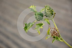 Jimson weed plant, datura stramonium photo