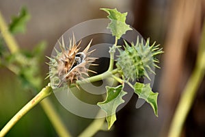 Jimson weed plant, datura stramonium photo