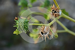Jimson weed plant, datura stramonium photo