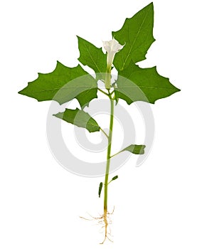 Jimson Weed plant isolated on white, Datura stramonium. The entire plant, with root, leaves and flowers