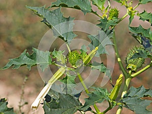 Jimson Weed plant with white flower and pods, Datura stramonium,