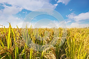 Jin Cancan`s heavy rice under the blue sky and white clouds.