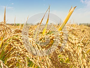 Jin Cancan`s heavy rice under the blue sky and white clouds.