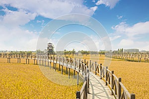 Jin Cancan`s heavy rice under the blue sky and white clouds.