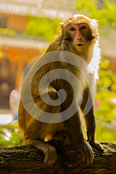 Golden monkey at Jinbian stream in Zhangjiajie Wulingyuan photo