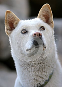 Jindo dog