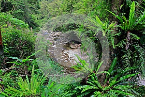 Jingualiao Fish and Fern Trail at Pinglin Dist., New Taipei City,