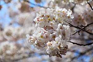 Jinhae cherry blossom background in Korea photo