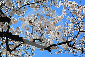 Jinhae cherry blossoms in Korea