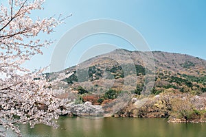 Jinhae NFRDI Environment Eco Park spring cherry blossoms nature scenery at Jinhae Gunhangje Festival in Changwon, Korea