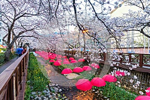 Jinhae sakura South Korea