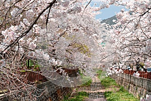 Jinhae Yeojwacheon stream cherry blossoms road in Changwon, Korea