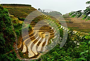 Jinkeng terraced rice fields in Longshan,Guilin