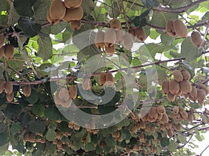 Jinyan Kiwifruit