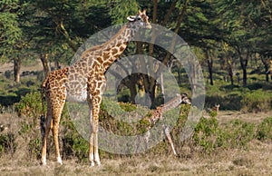 Jiraffe in African forest