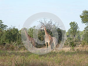 Jiraffe group Zambia safari Africa nature wildlife
