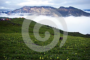 Jiudingshan Mountain meadow