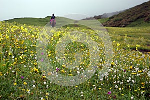 Jiudingshan Mountain meadow