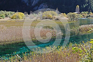 Jiuzhaigou reed lake