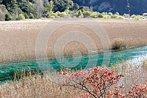 Jiuzhaigou reed lake