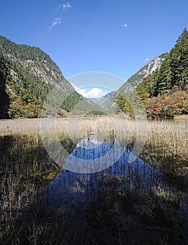Jiuzhaigou reed lake