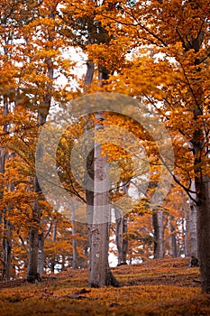 Jizera Mountains beech forests in autumn colors