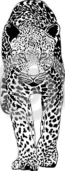 JJaguar drawn in graphic style for design.