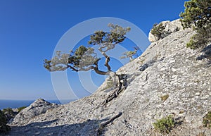 Jjuniper tree on the mountainside.