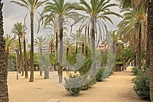 Joan Miro park with rows of  palm trees in Barcelona photo