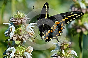 Joan Swallowtail Butterfly