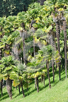 The Joantho palm grove in Pau