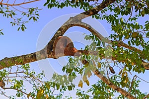 Joao de Barro (furnarius rufus) nest photo