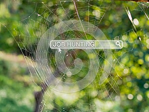 Job hunting in search box on spider web, job search and human re