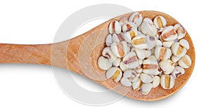 Job`s tears or Coix Lachrymal adlay in wooden spoon is a very nutritious cereal. The seeds are rich in minerals, vitamins, dietary