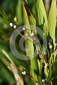 Job\'s tears ( Coix lacryma-jobi ). Poaceae plants native to tropical Asia.